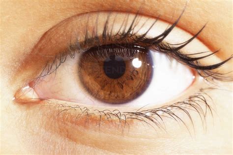 close up on brown eyes|brown eyes pics.